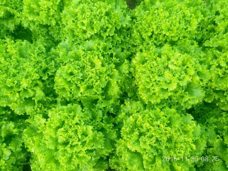 散叶生菜7两~8两