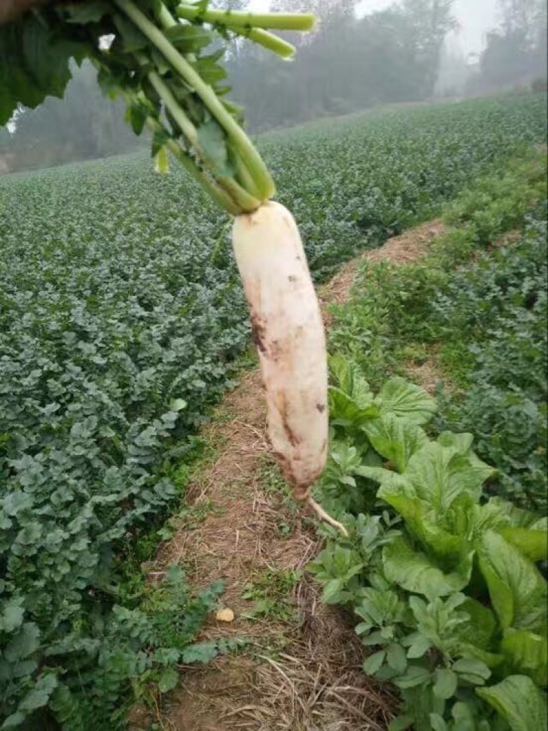 白萝卜