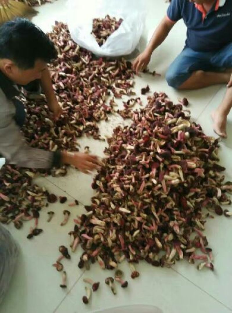 红菇0.1%1%一级5~8cm