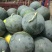 湖北荆州松滋黑皮无籽西瓜8斤打底9成熟1茬洞庭一号