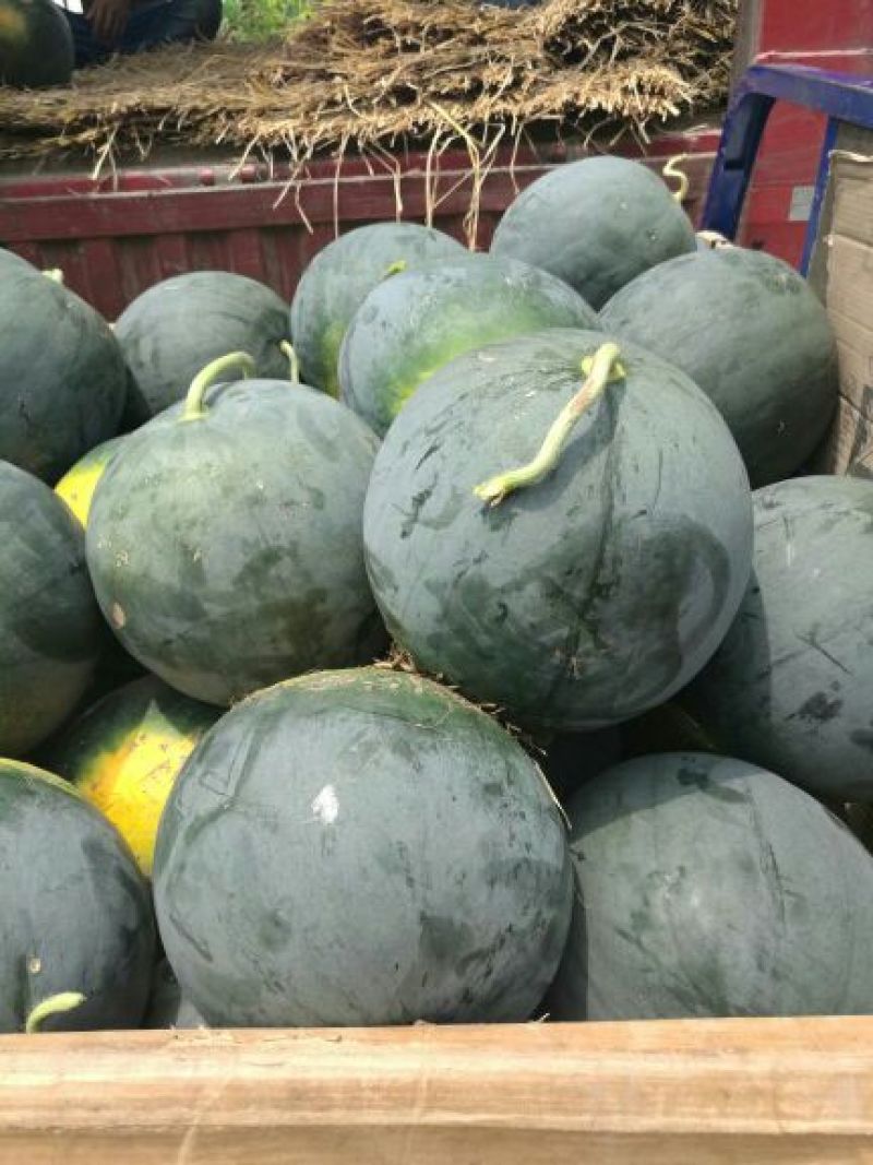 湖北荆州松滋黑皮无籽西瓜8斤打底9成熟1茬洞庭一号