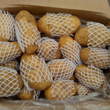 荷兰十五三两通天土豆冷库箱子货