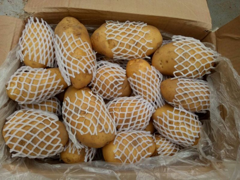 荷兰十五三两通天土豆冷库箱子货