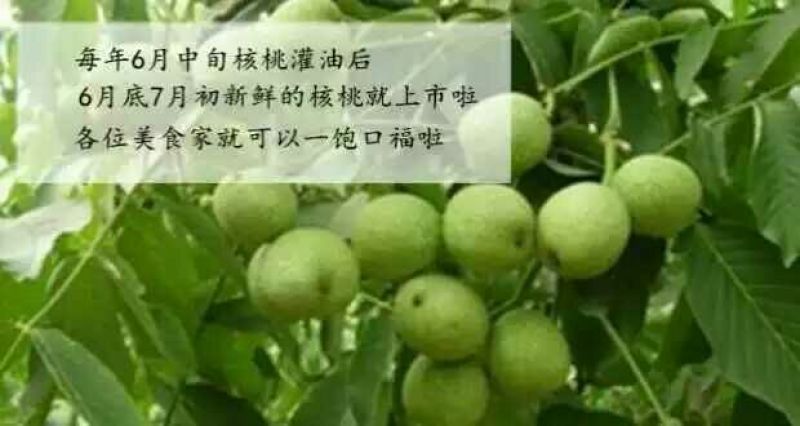 青皮核桃40mm以上青皮湿