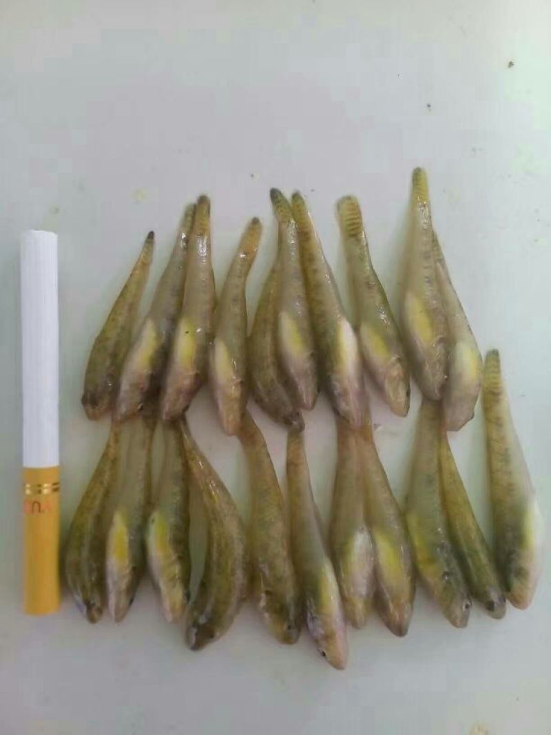 野鲤食用1~2公斤