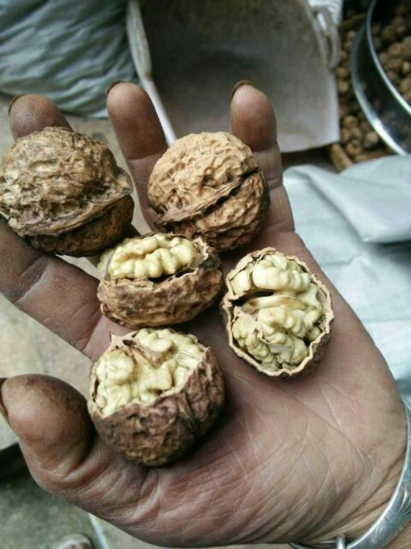 云南薄皮大泡核桃个大皮薄饱满香脆产地直销