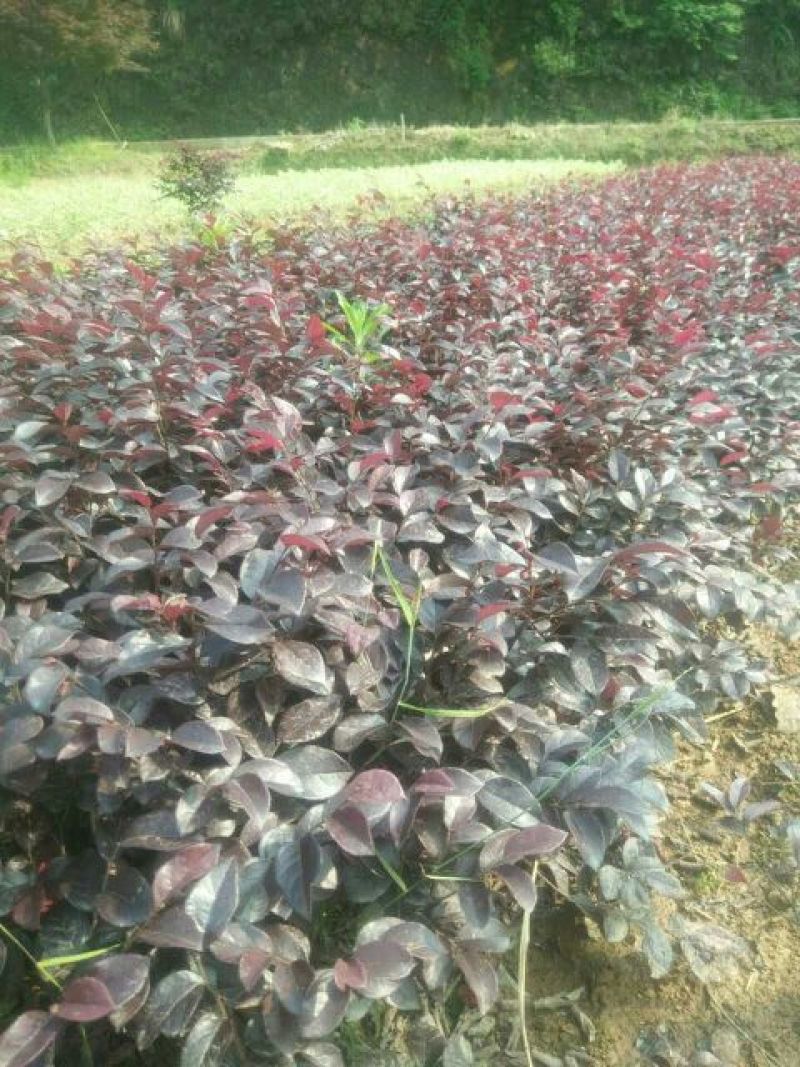 红花继木苗