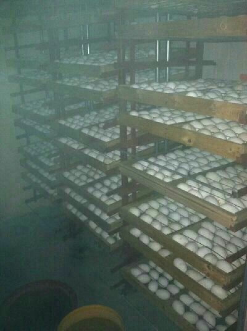 鹅苗250g以下