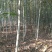 法桐树4~6cm8~10cm2.5~3米1~2米