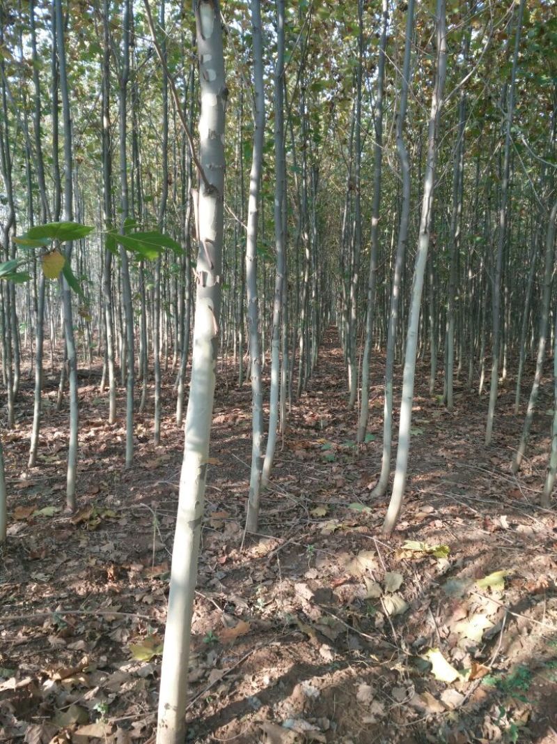 法桐树4~6cm8~10cm2.5~3米1~2米