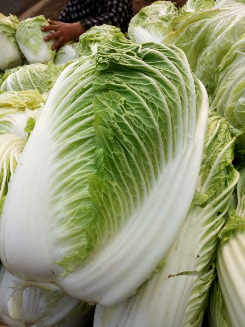 蔬菜