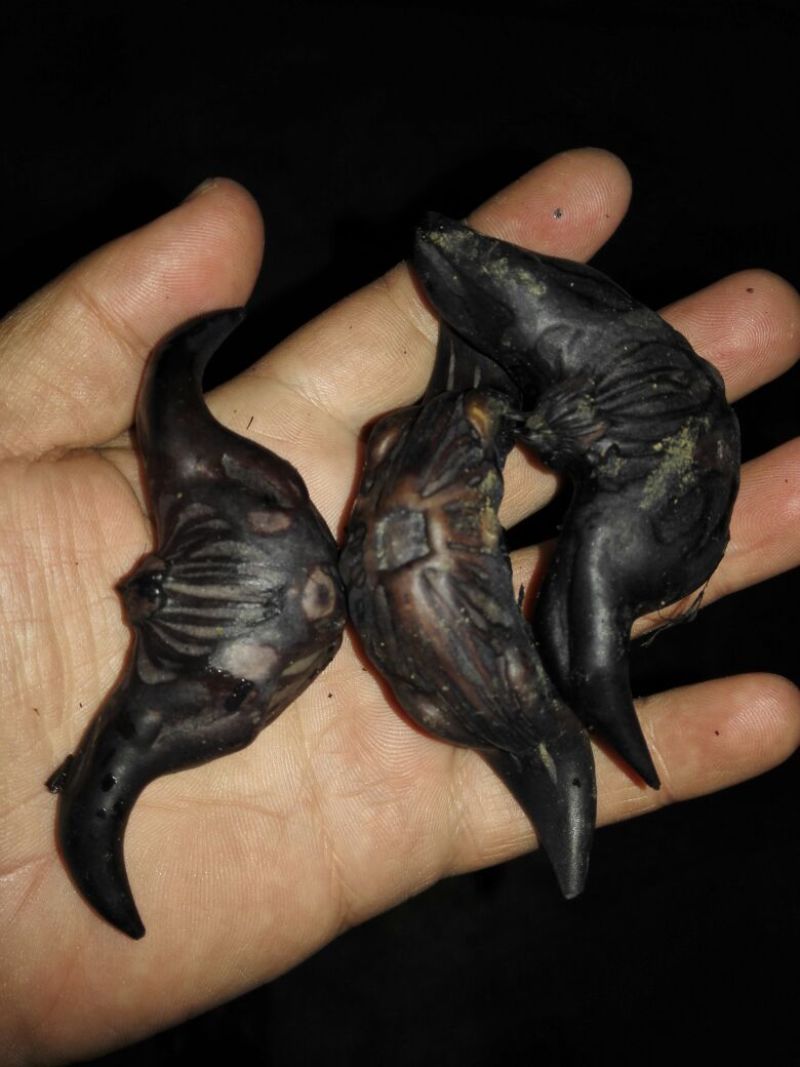脱皮老菱角家菱产地直销脱皮菱角（菱角种子提前预约）