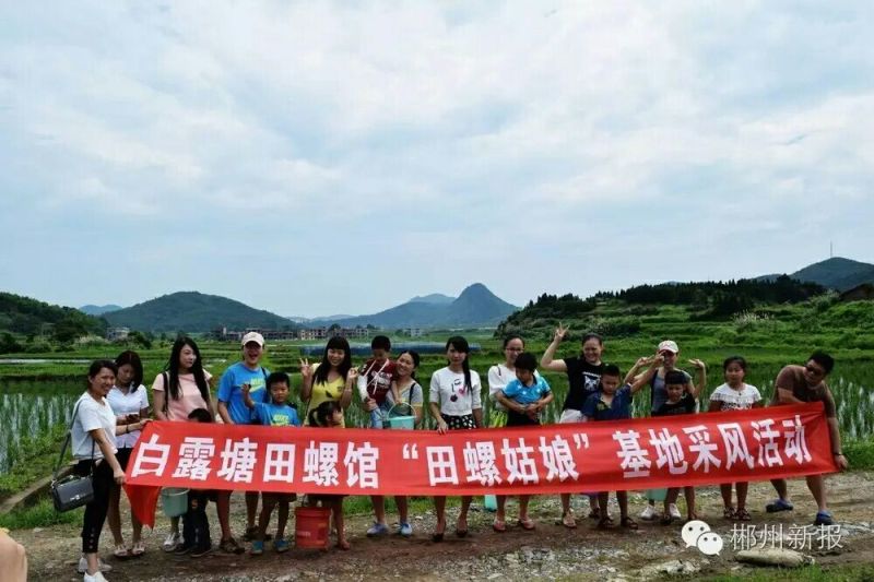 中华圆田螺作种鲜活