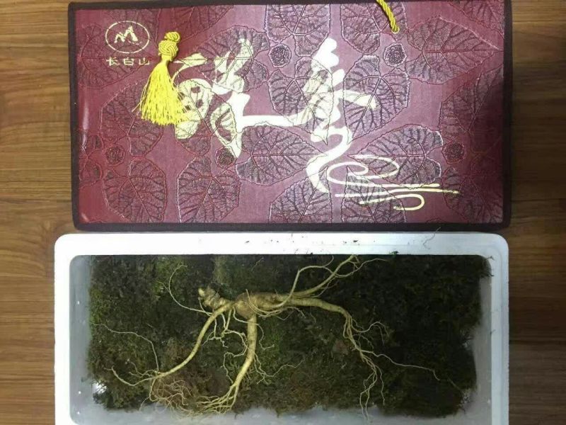 林下参