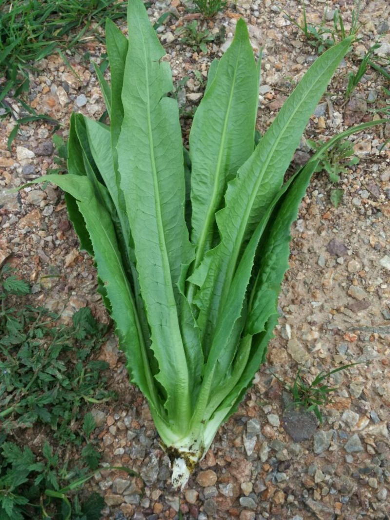 油麦菜25~30厘米以上