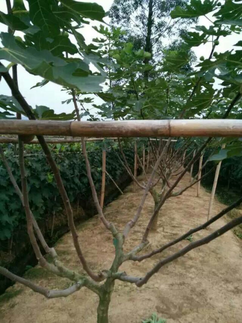 无花果树苗50~80cm，美国波姬红无花果，个大，甜