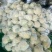 白花菜花1斤紧密乳白