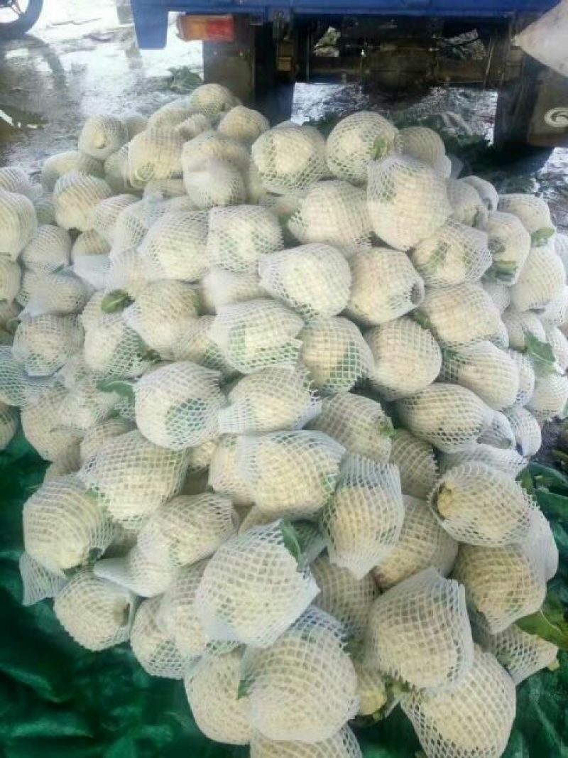 白花菜花1斤紧密乳白