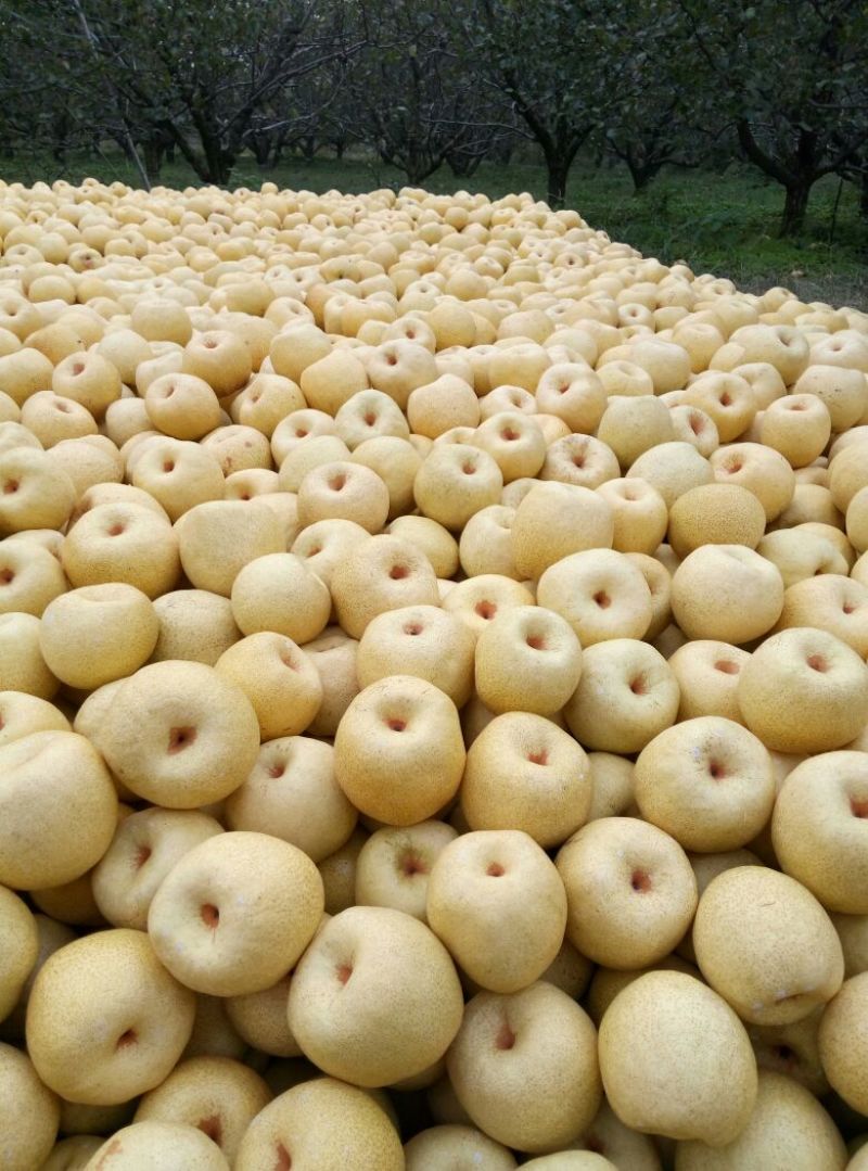 砀山梨300~350g光果
