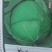 儿菜5两以上