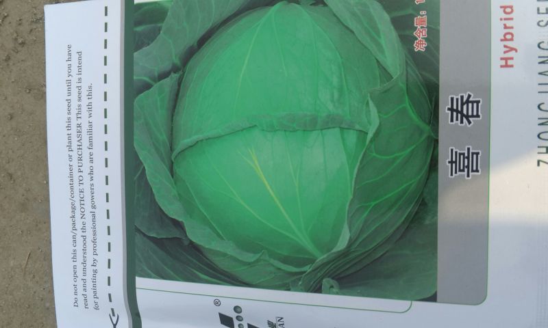 儿菜5两以上
