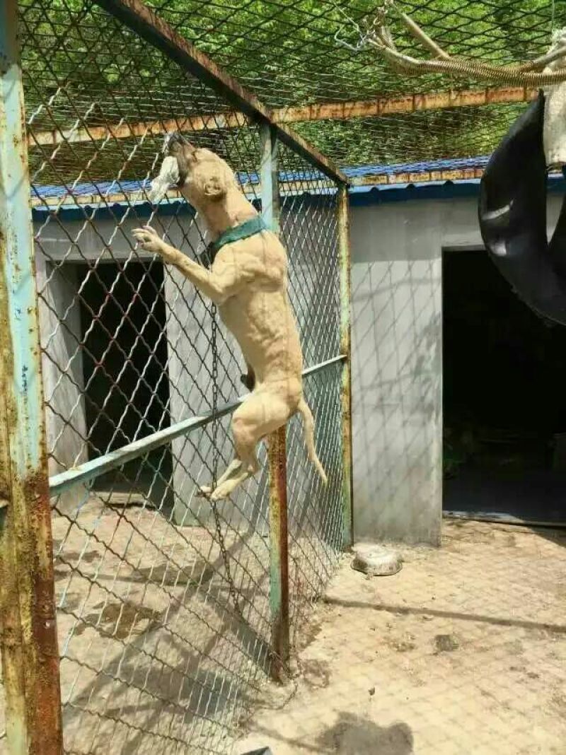 格力犬