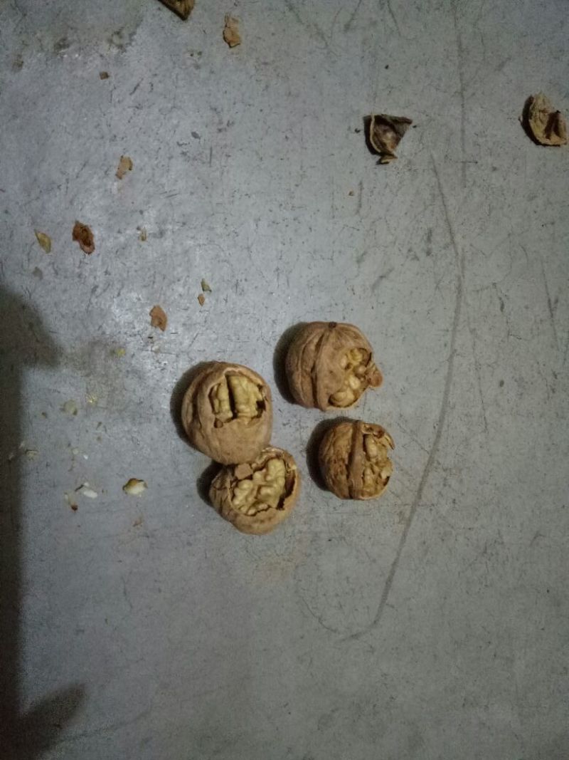 薄皮核桃30mm以上去皮