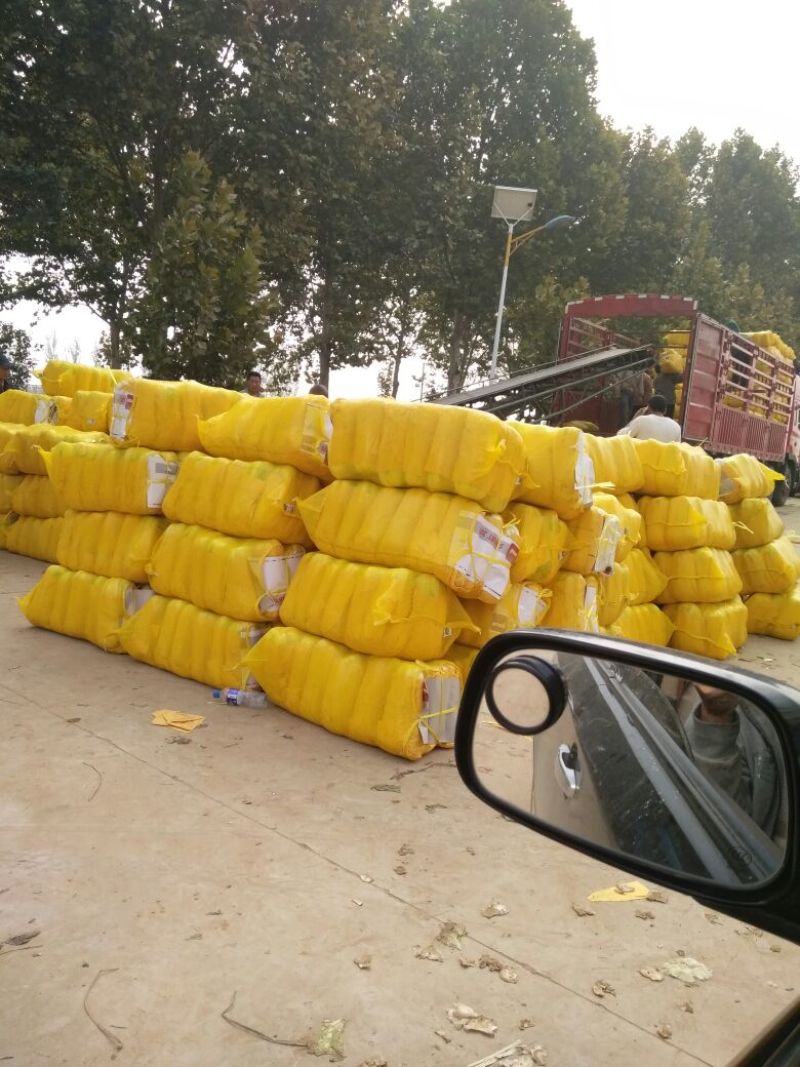 北京三号大白菜大量供应，价格低质量好