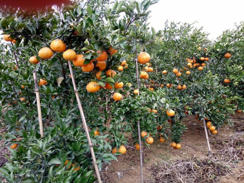 春见苗，品种纯证，现挖现发，保湿发苗，无病虫害，免费包邮