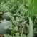 麒麟西瓜8斤打底8成熟1茬
