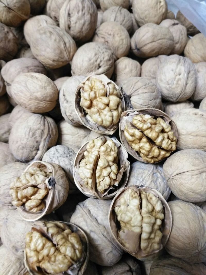 薄皮核桃去皮干