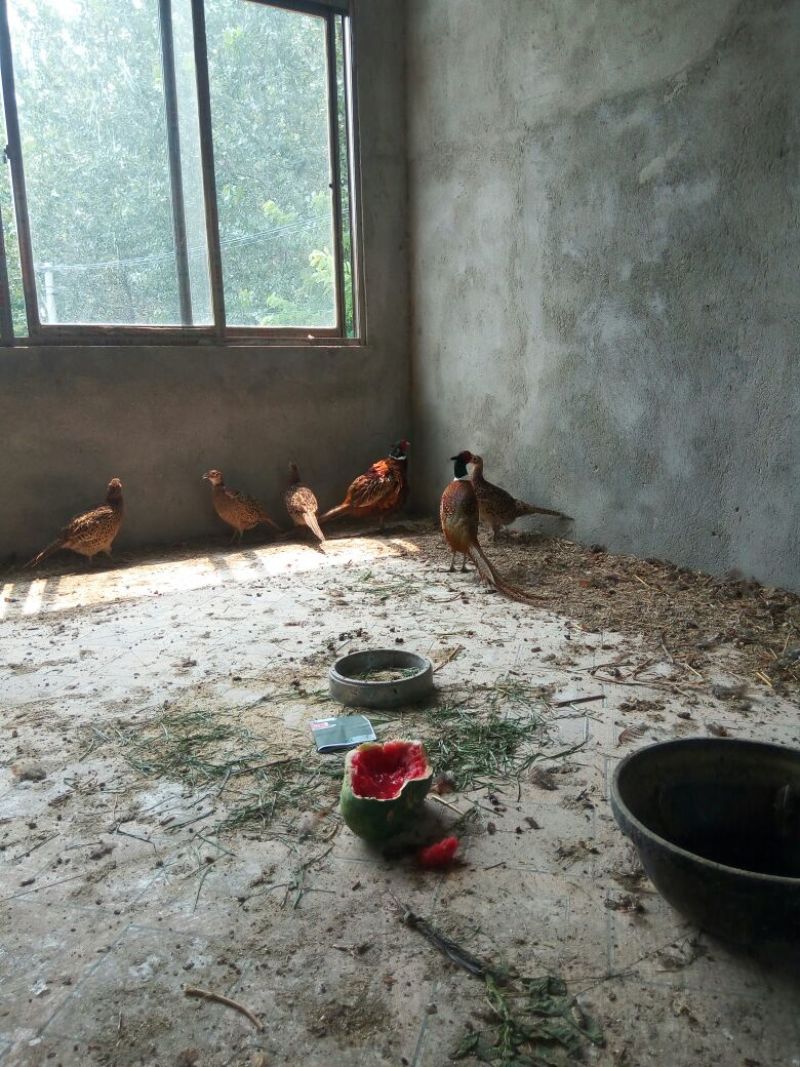 珍珠鸡苗1斤以下