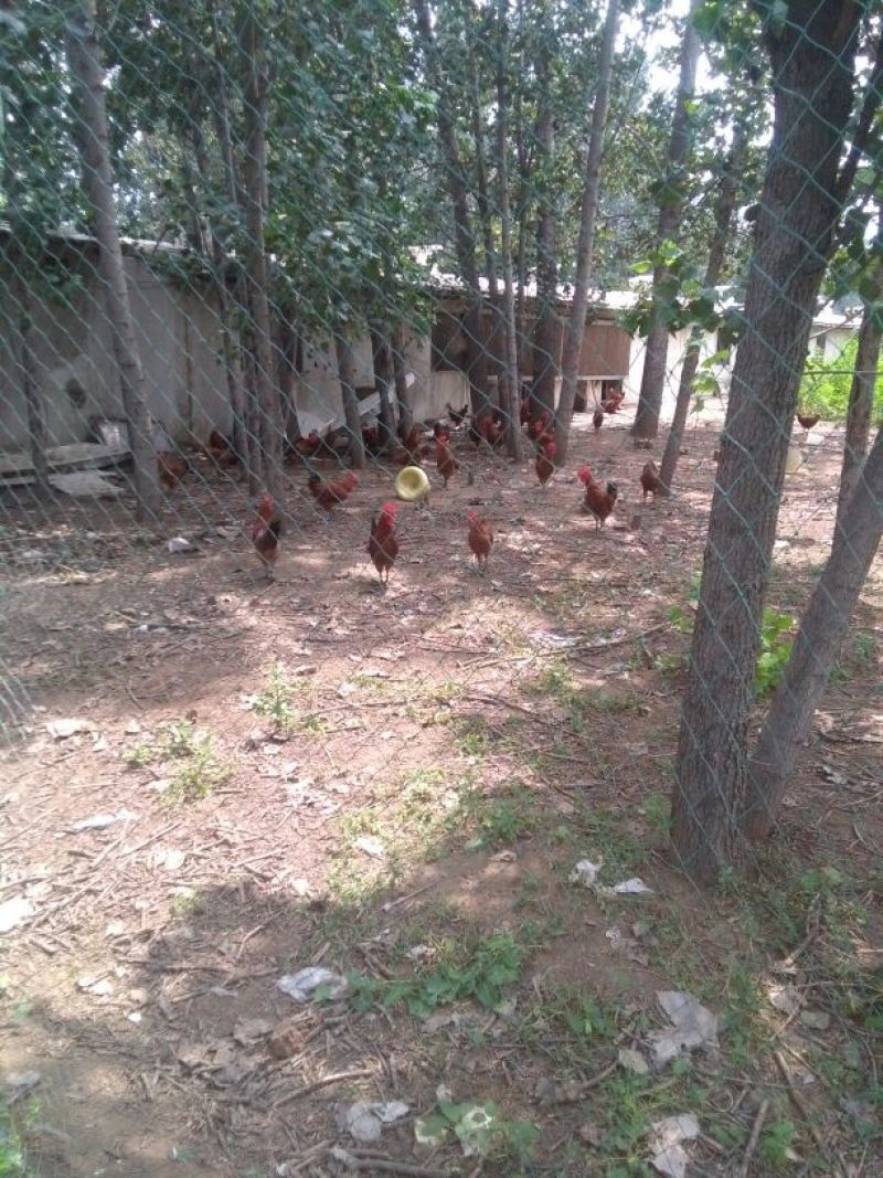 走地鸡散养土鸡2~3斤