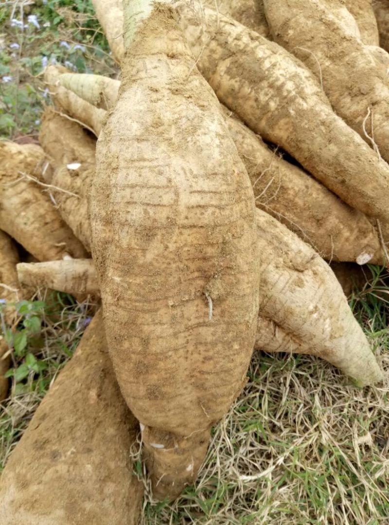 无渣粉葛皮薄质嫩，无渣，口感好