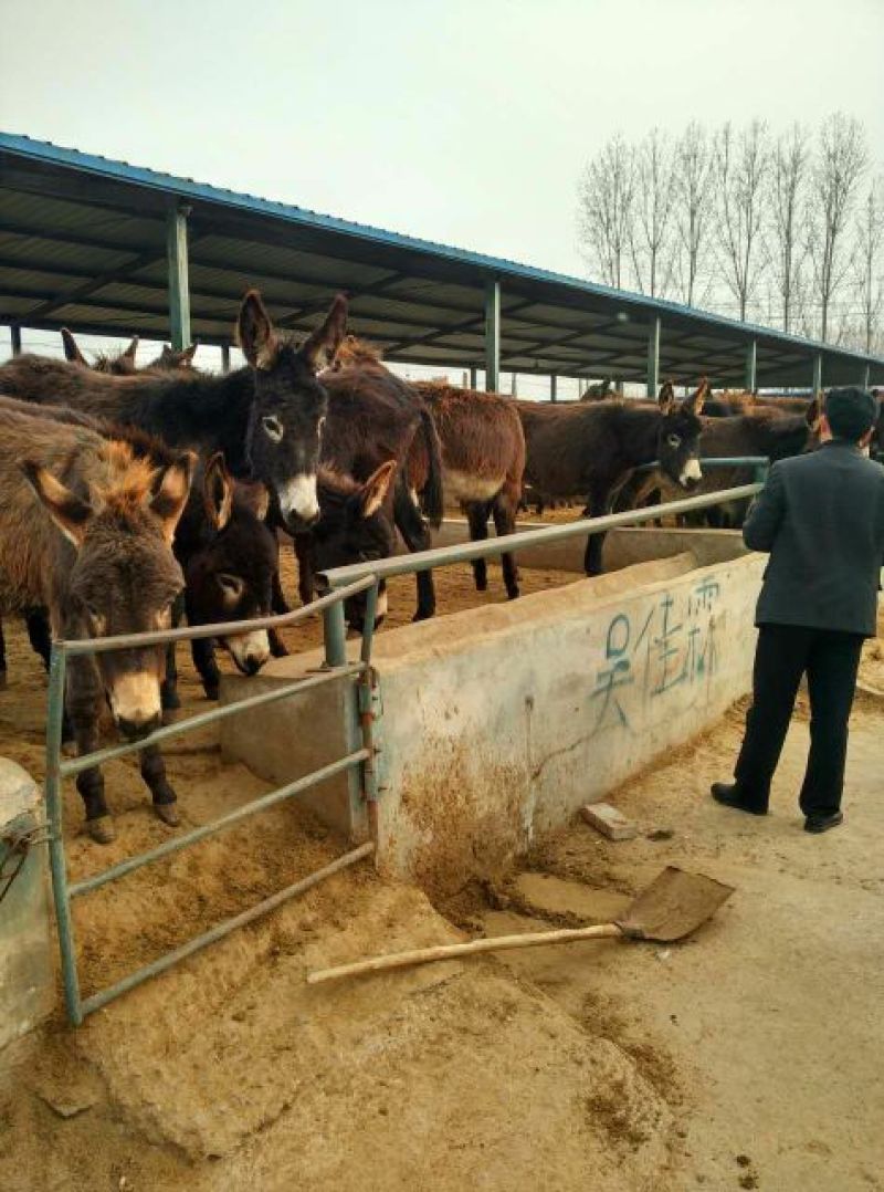 肉驴