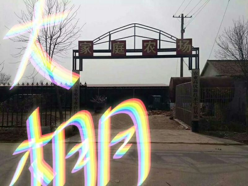沾化冬枣直口
