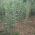 大叶女贞4cm以下