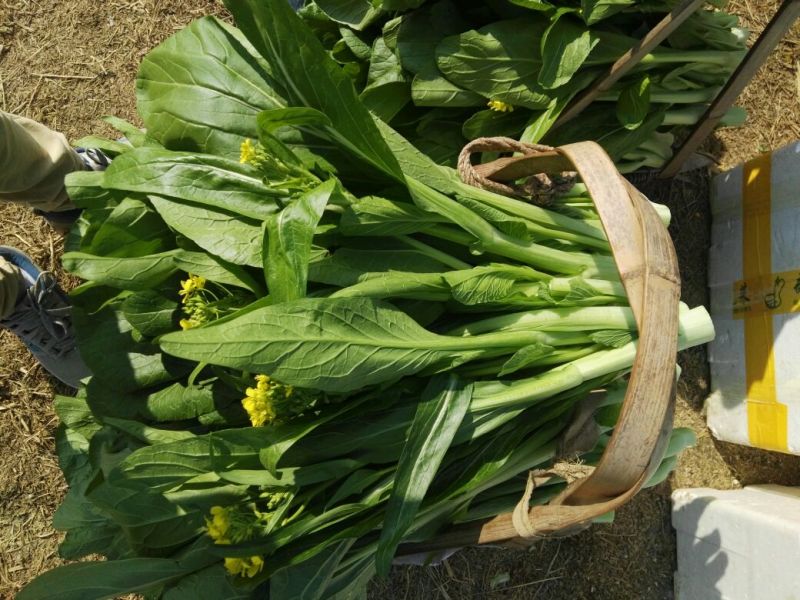 菜苔