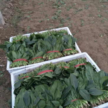 菠菜20~25厘米