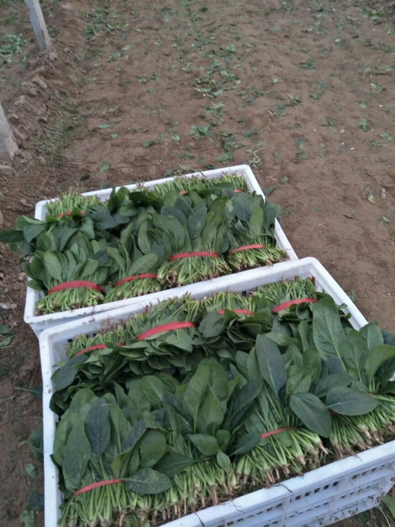 菠菜20~25厘米