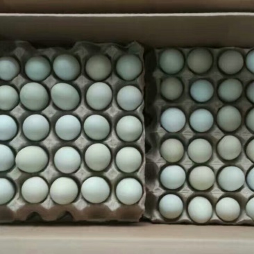 绿壳鸡蛋食用40~50g
