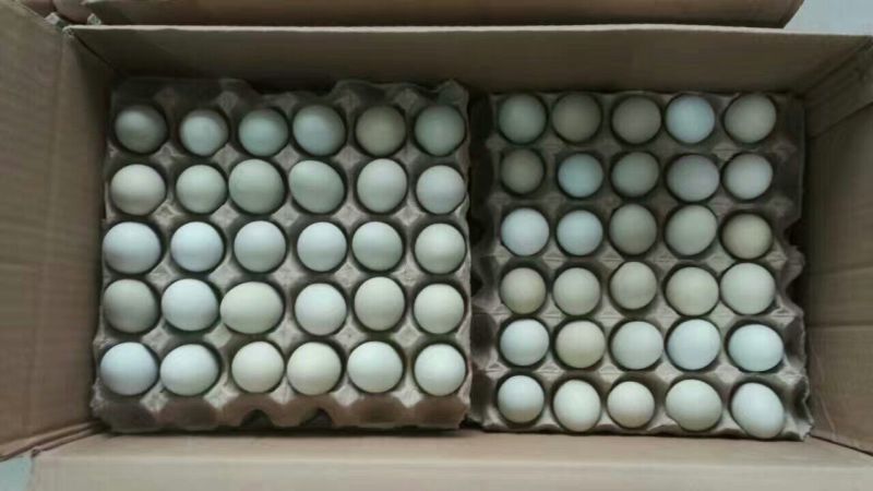 绿壳鸡蛋食用40~50g