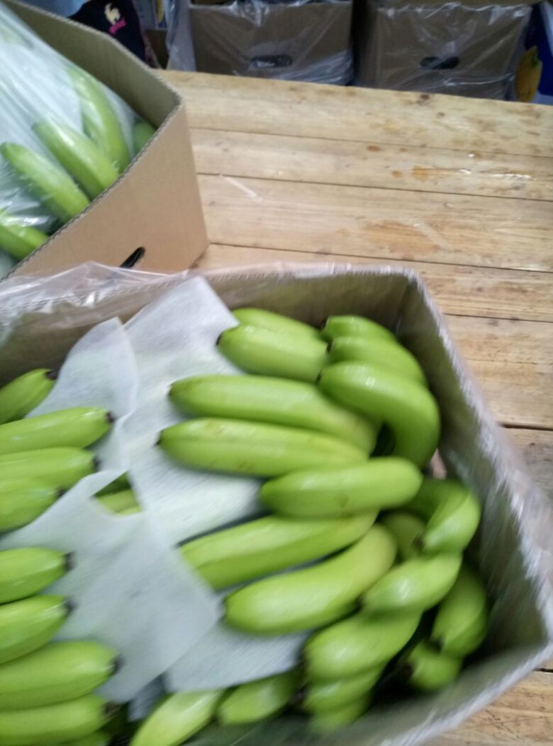 威廉斯香蕉七成熟