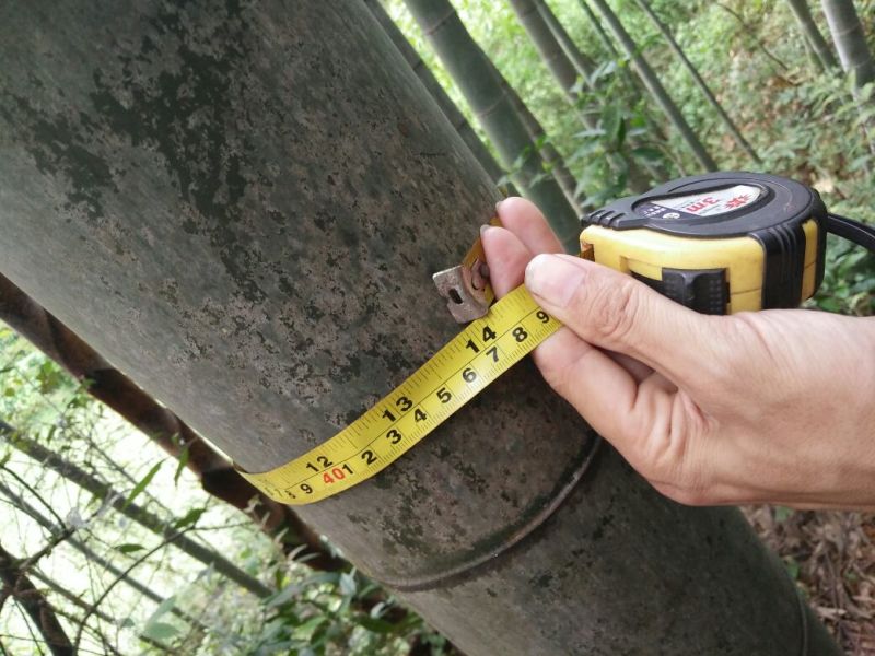 楠竹