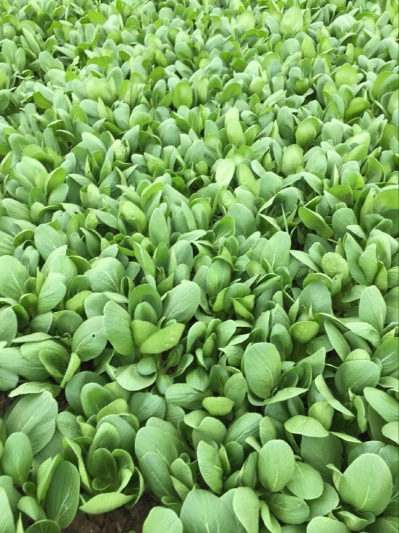 青菜