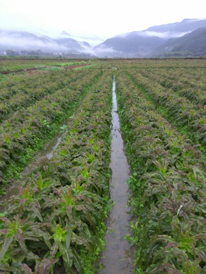 莴苣，，永安红叶莴苣。永安紫叶莴苣。杆子