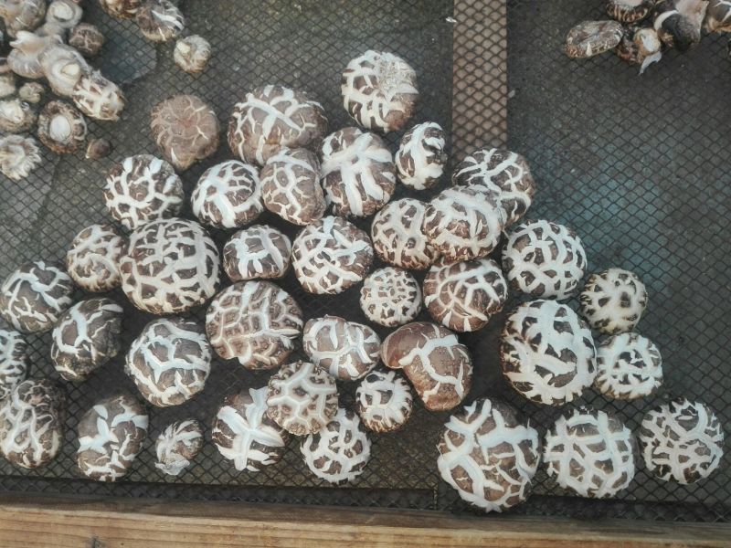 鲜香菇1%秋袋冬菇3cm以上