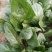 大叶菠菜20~25厘米