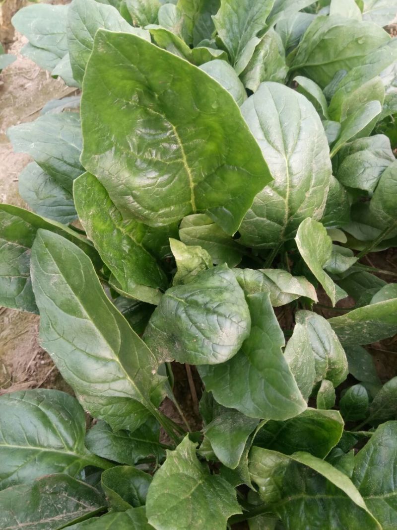 大叶菠菜20~25厘米