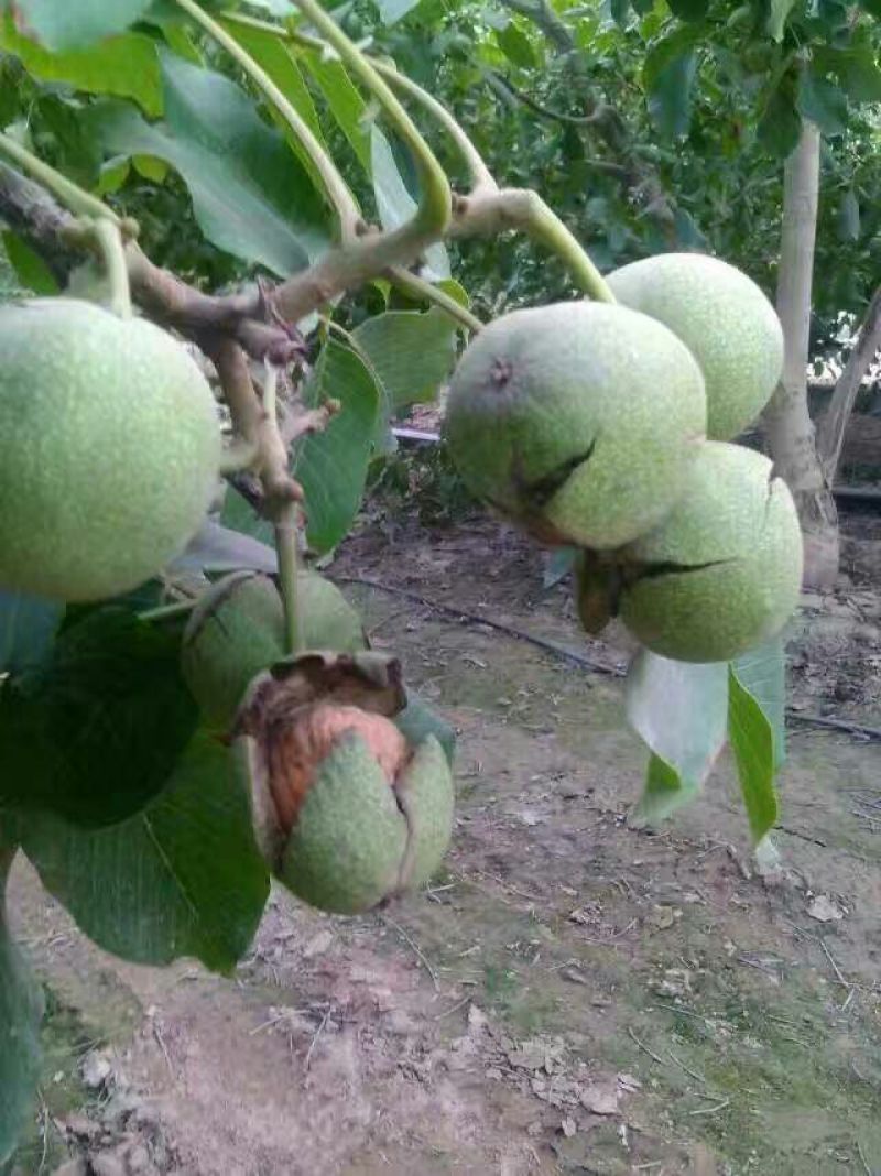 新疆核桃去皮干